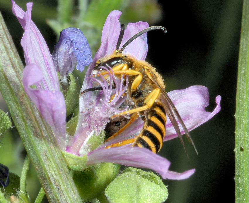 Cacyreus marshalli